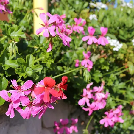 Tri Zala 4432b דירה